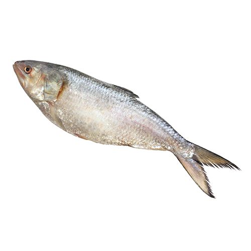 FRESH HILSA FISH - WHOLE & CLEANED - 1.1 KG GW